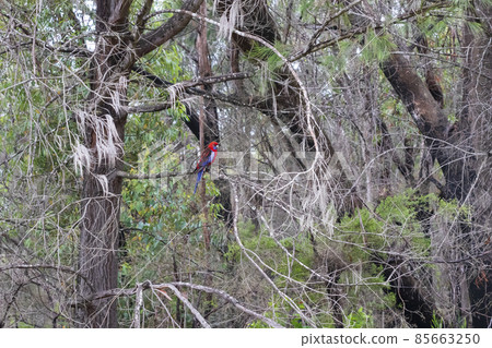 Photograph of an Australian Crimson Rosella parrot sitting on a tree branch in the forest Photograph of an Australian Crimson Rosella parrot sitting on a tree branch in the forest 85663250