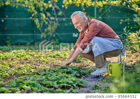 A man in burgundy shirt working in his garden and looking busy 85664332
