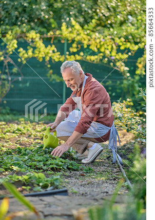 A man in burgundy shirt working in his garden and looking busy 85664333