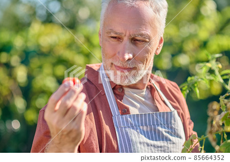 Mature man working in the greenhouse and holding tomatoes in hands 85664352