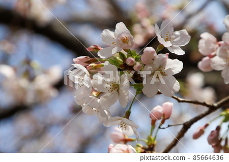 Yoshino cherry tree 85664636
