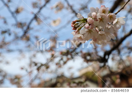 Yoshino cherry tree Yoshino cherry tree 85664659