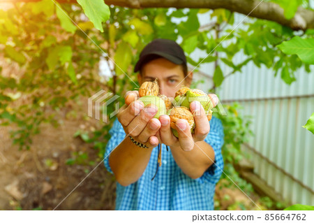 Harvesting walnuts in the autumn season. Walnut in the hand of a farmer. Selective focus Harvesting walnuts in the autumn season. Walnut in the hand of a farmer. Selective focus 85664762