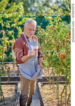 Mature man working in the greenhouse and holding tomatoes in hands 85664876