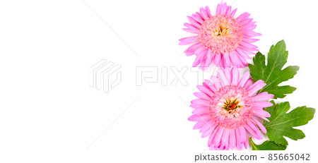 Pink chrysanthemum flowers isolated on white . Free space for text. Wide photo. 85665042