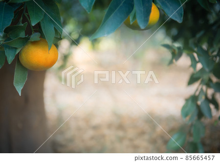 Tangerine branches with ripe fruits in citrus grove, frame shape 85665457