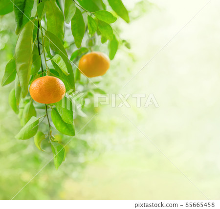 Ripe mandarin fruits closeup on a branch in citrus garden 85665458