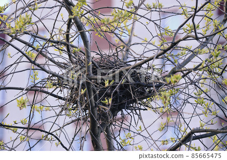 crow's nest on a tree-a spring tree 85665475