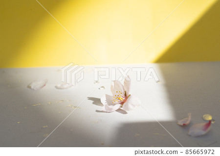 Minimal product display 85665972