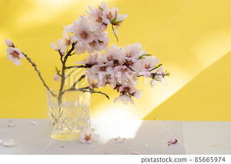 almond tree bloom almond tree bloom 85665974