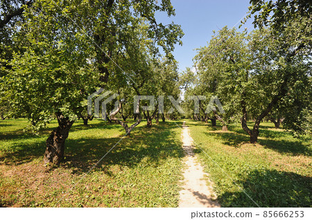 apple orchard - vegetation of the central part of Russia 85666253