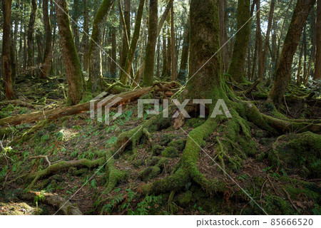 在富士山腳下的廣闊樹海中(青木原樹海) 在富士山腳下的廣闊樹海中(青木原樹海) 85666520