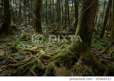 在富士山腳下的廣闊樹海中（青木原樹海） 85666522