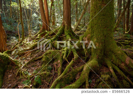 在富士山腳下的廣闊樹海中（青木原樹海） 85666526