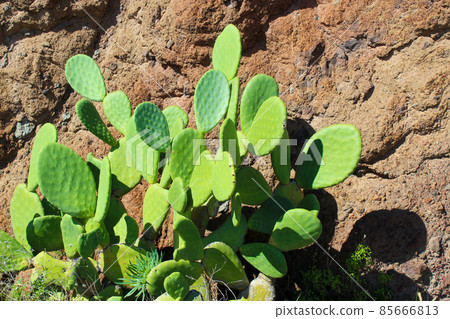 Spain traditional view with cactus. Detail view of the cardon cactus with green and torqouise colors. Tenerife, Spain. Beautiful background. Peaceful nature. Sunshune. Conceptual image. Spain traditional view with cactus. Detail view of the cardon cactus with green and torqouise colors. Tenerife, Spain. Beautiful background. Peaceful nature. Sunshune. Conceptual image. 85666813
