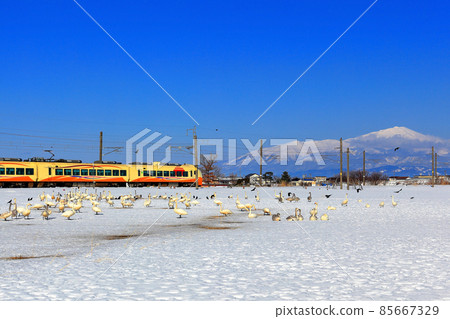 Swan in the snowy field 85667329