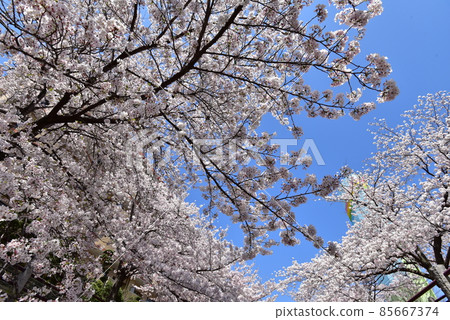 Cherry Blossoms	 85667374