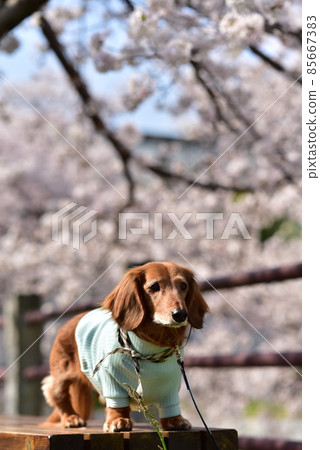 Dax and cherry blossoms Dax and cherry blossoms 85667383
