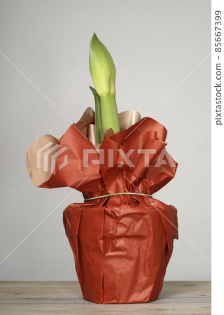 unblown amaryllis in a pot 85667399