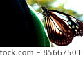 Butterflies perched on the arm Butterflies perched on the arm 85667501