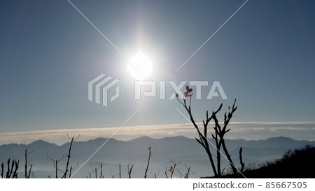 A plant that grows toward the rising sun of Yatsugatake 85667505