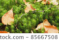 Moss and dead leaves Moss and dead leaves 85667508