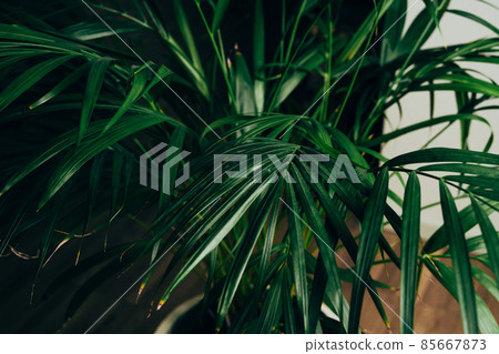 House plant in dark green stands in an apartment House plant in dark green stands in an apartment 85667873
