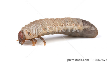 white larva of cockchafer isolated in profile white larva of cockchafer isolated in profile 85667874
