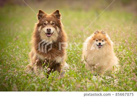 Lapponian herder and pomeranian dog seated Lapponian herder and pomeranian dog seated 85667875