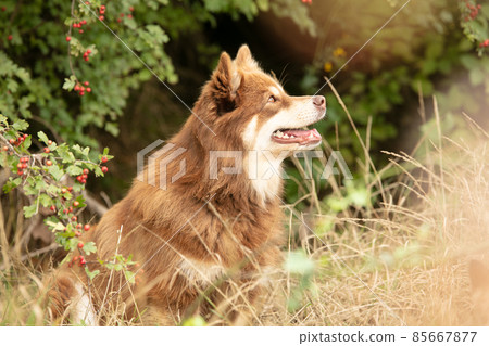 Lapponian herder seated Lapponian herder seated 85667877