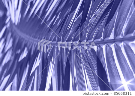 Backlit fresh palm tree leaves toned in trendy color of year 2022. Tourists attraction. Natural tropical textured abstract background. Backlit fresh palm tree leaves toned in trendy color of year 2022. Tourists attraction. Natural tropical textured abstract background. 85668311