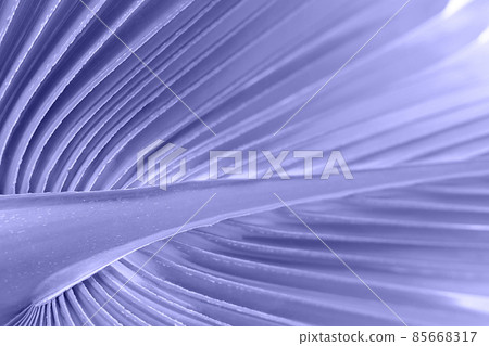 Backlit fresh palm tree leaves toned in trendy color of year 2022. Tourists attraction. Natural tropical textured abstract background. 85668317