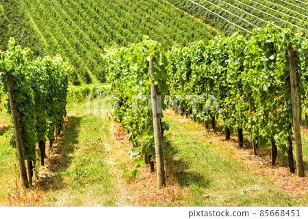 Vineyard rows overlooking grape field, wine farm in valley 85668451