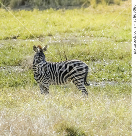 Herd of zebras in the African savannah 85669066