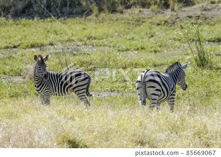 Herd of zebras in the African savannah 85669067