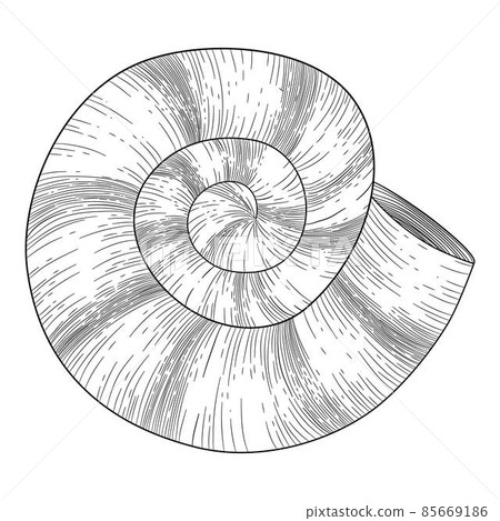 Hand drawn sea shell. Starfish shellfish tropical mollusk in vintage engraving style. Seashell isolated vector collection. Illustration of shellfish and starfish drawing 85669186