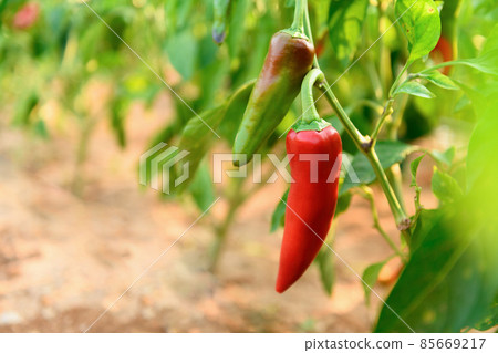 Long hot red and green peppers on a bush in vegetable garden on a sunny day 85669217