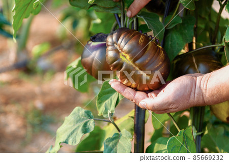 Farmer hand holding a big eggplant on a branch in a vegetable garden, 85669232