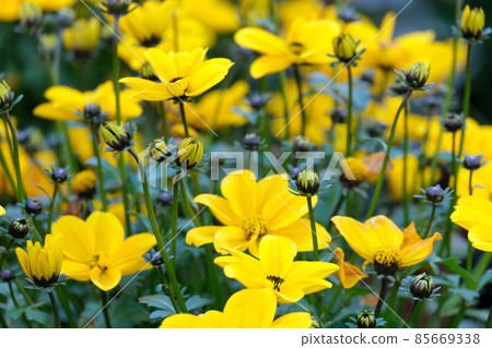 Blooming Bidens is a genus of flowering plants of the Aster family 85669338