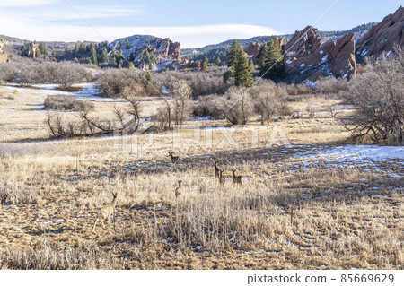 一群騾鹿 一群騾鹿 85669629