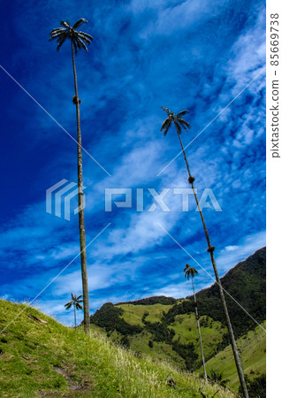 View of the beautiful cloud forest and the Quindio Wax Palms at the Cocora Valley located in Salento in the Quindio region in Colombia. 85669738