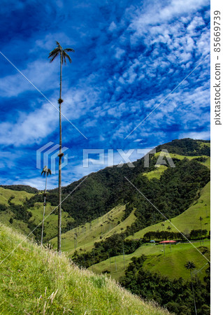 View of the beautiful cloud forest and the Quindio Wax Palms at the Cocora Valley located in Salento in the Quindio region in Colombia. 85669739