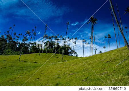 View of the beautiful cloud forest and the Quindio Wax Palms at the Cocora Valley located in Salento in the Quindio region in Colombia. 85669740
