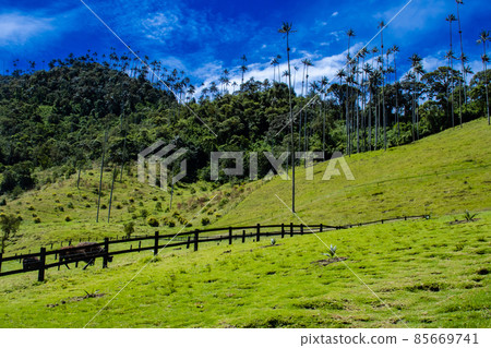 View of the beautiful cloud forest and the Quindio Wax Palms at the Cocora Valley located in Salento in the Quindio region in Colombia. 85669741