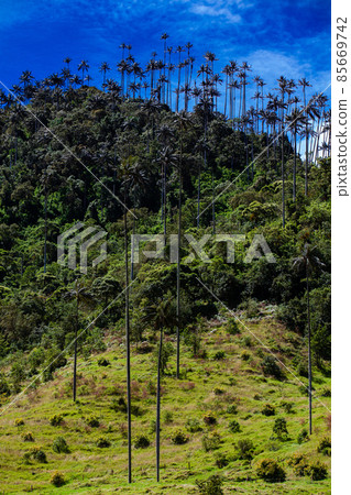 View of the beautiful cloud forest and the Quindio Wax Palms at the Cocora Valley located in Salento in the Quindio region in Colombia. 85669742