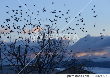 Sparrows swarming on tree branches 85669924
