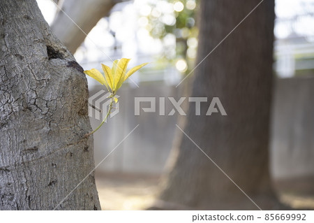 New leaves growing from the tree New leaves growing from the tree 85669992