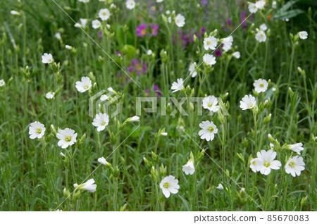 A wild flower blooms 85670083