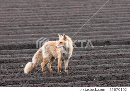 Looking back at a fox 85670102