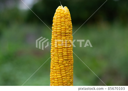 fresh ripe corn cob on the background of a green garden. 85670103